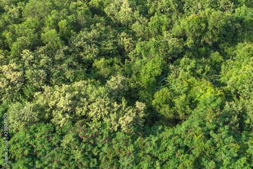 Aerial forest view on top of trees