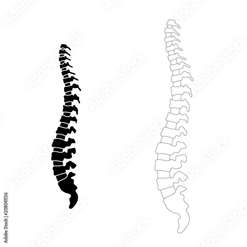 Vector human spine  illustration