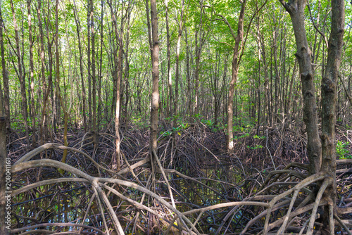 Mangrove trees and roots nature at Kung Krabaen Bay Thailand photo