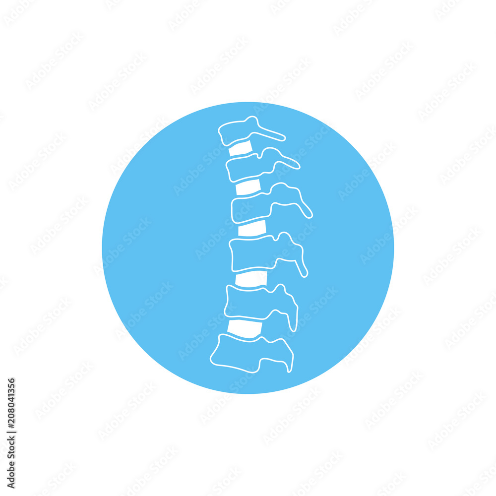 Vector human spine illustration Vector human spine illustration