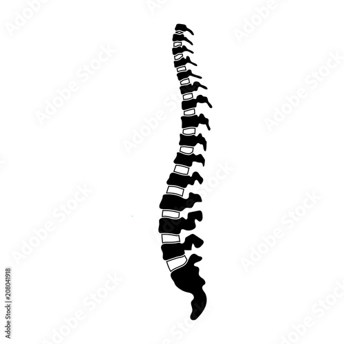 Vector human spine  illustration