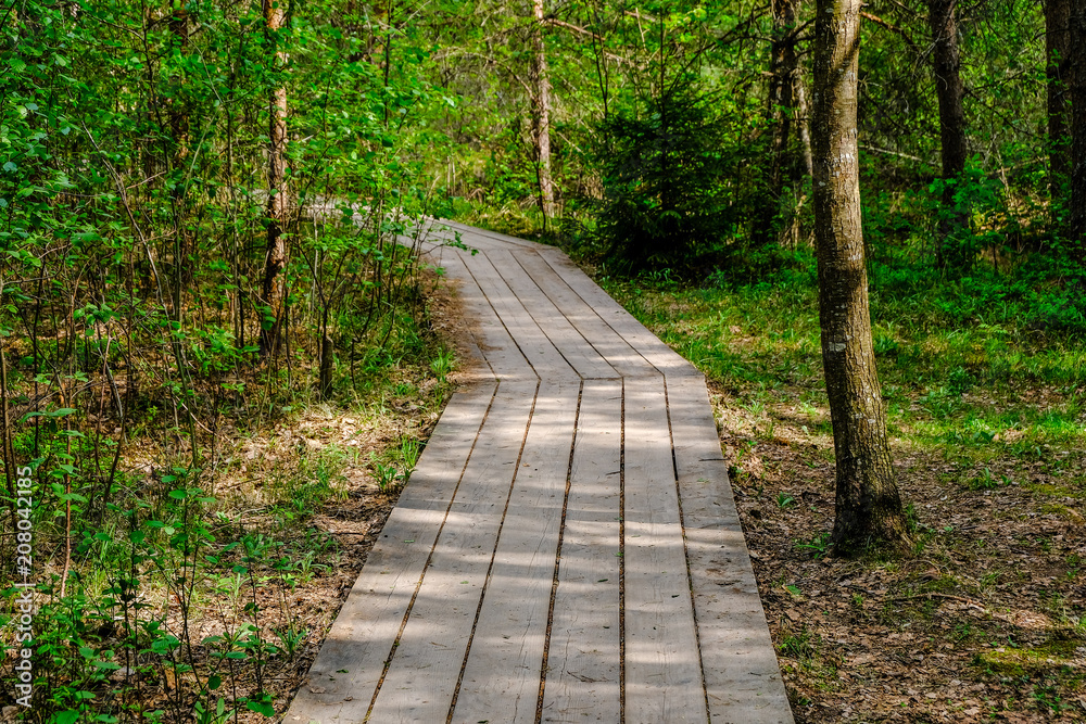 wooden boardwalk in bog swamp area wooden boardwalk in bog swamp area
