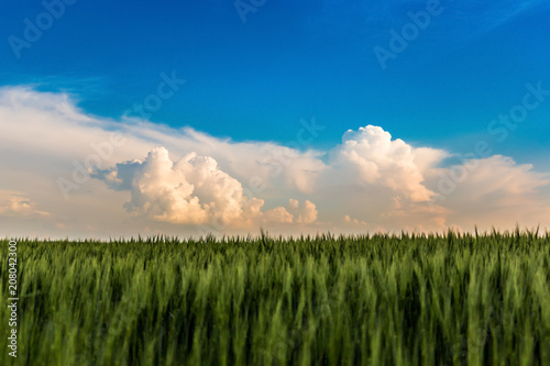 Green wheat field under evening clouds in Czech Republic.