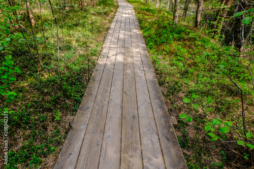 wooden boardwalk in bog swamp area