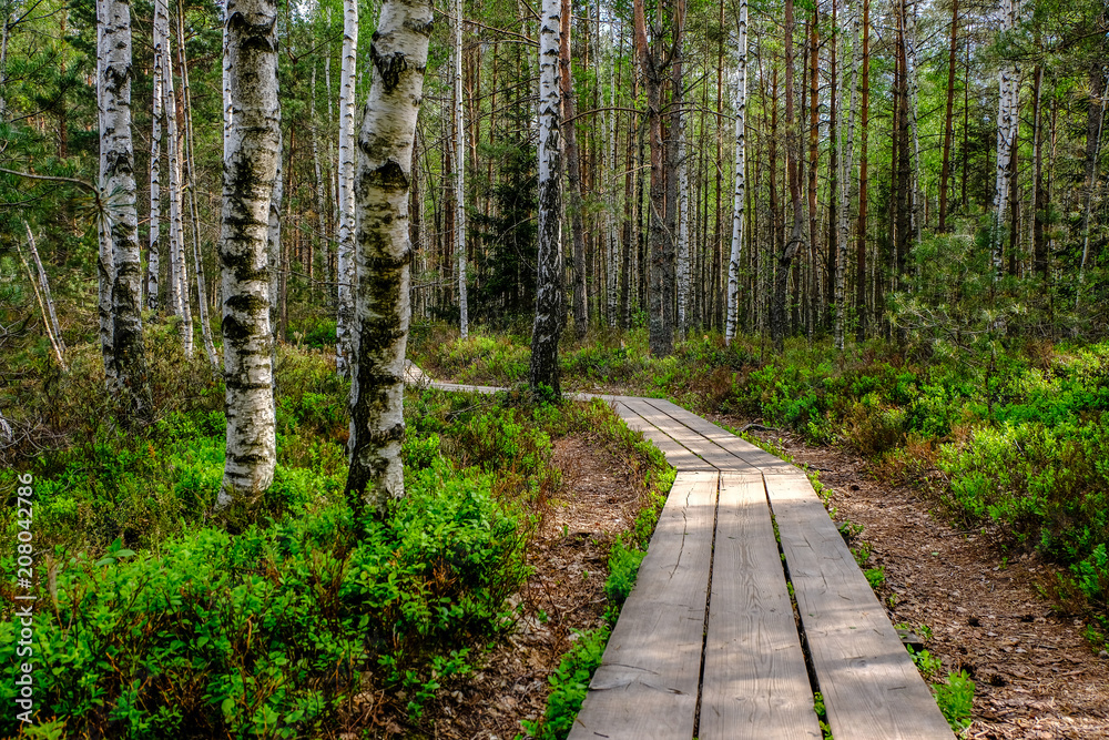 Obraz premium wooden boardwalk in bog swamp area