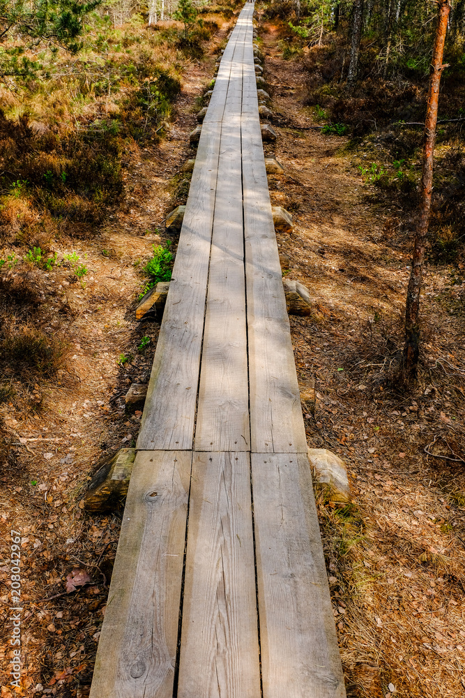 wooden boardwalk in bog swamp area