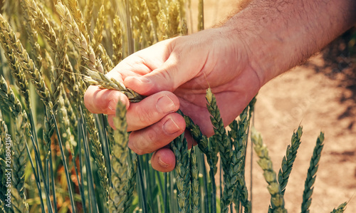 Farmer agronomist touching cultivated green spelt wheat plants in field photo