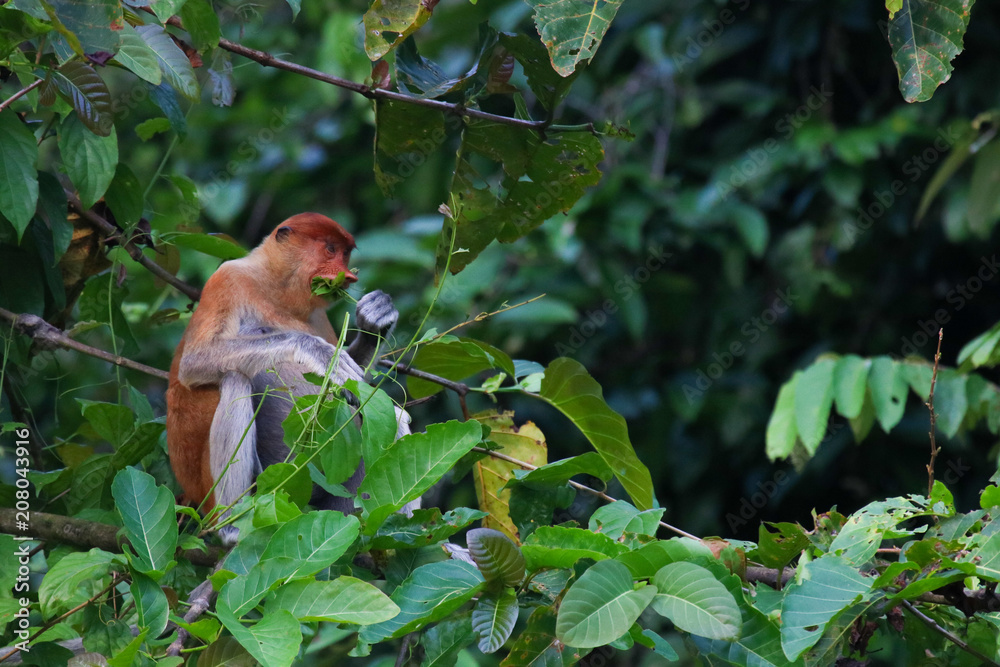 Fototapeta premium Proboscis monkey, Sabah Borneo