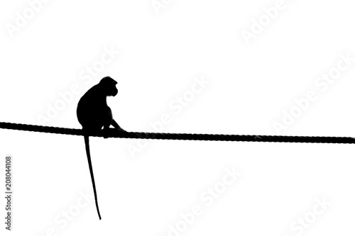 Macaque, Sabah Borneo