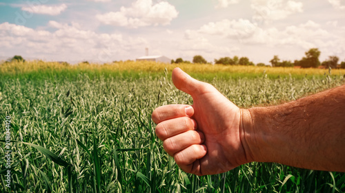 Quadro em tela Satisfied farmer gesturing thumbs up after examining oats