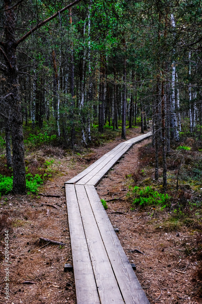 Fototapeta premium wooden boardwalk in bog swamp area