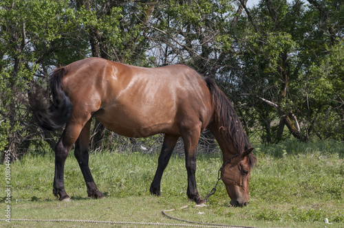 Horse on a green meadow