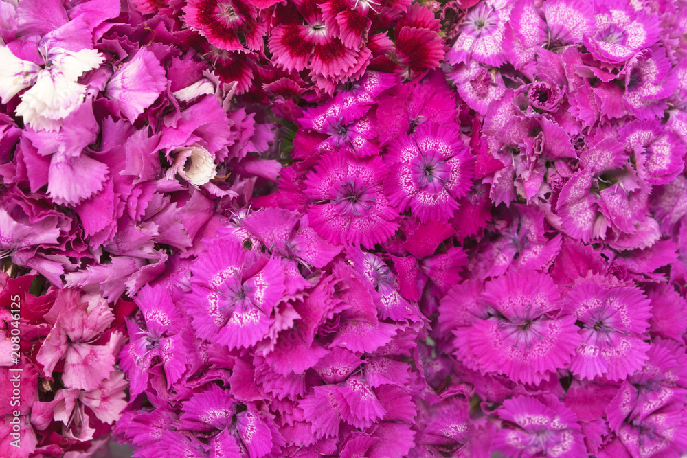 Carnation flowers Carnation flowers