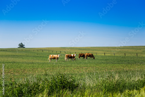 Cows on a green field.