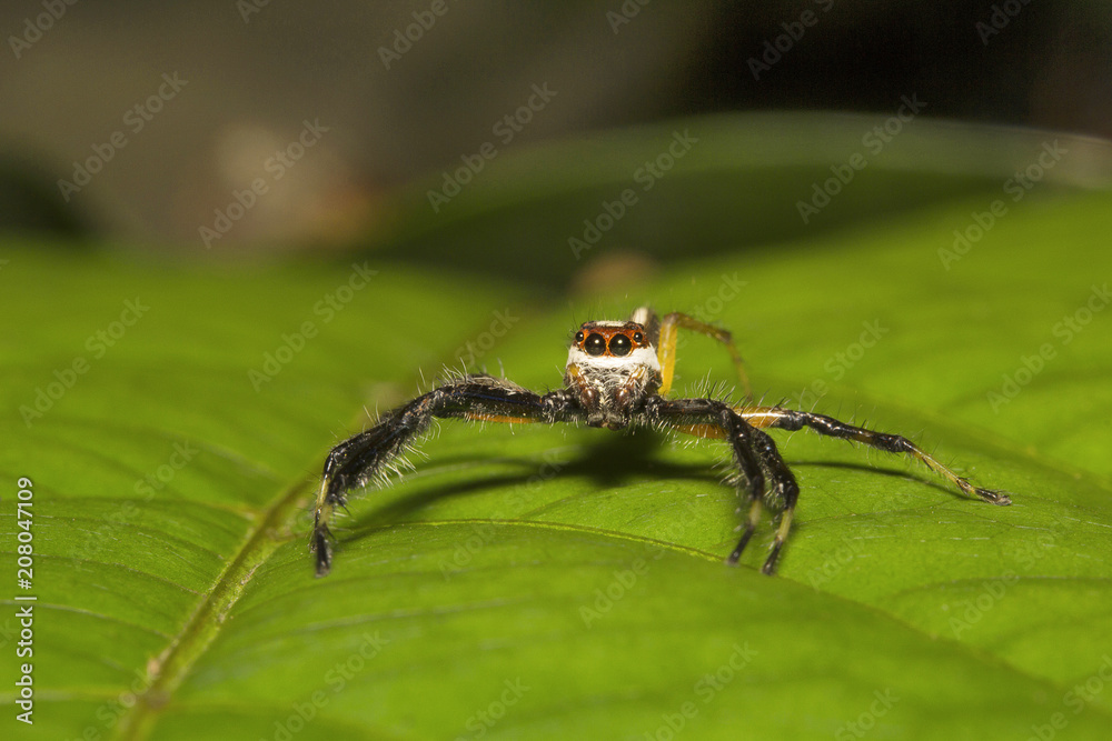 Jumping spider, Telamonia dimidiata, Salticidae, Aarey milk colony Mumbai
