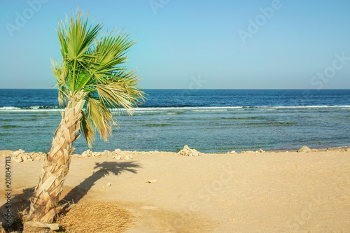Beautiful palm tree on the sea shore background © Kostia