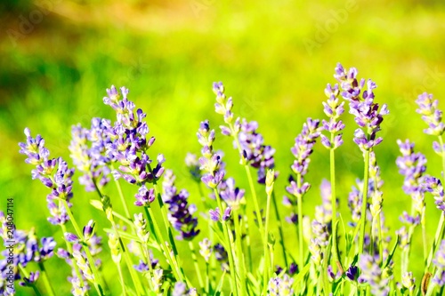 Lavendel im Garten - Sommerblumen