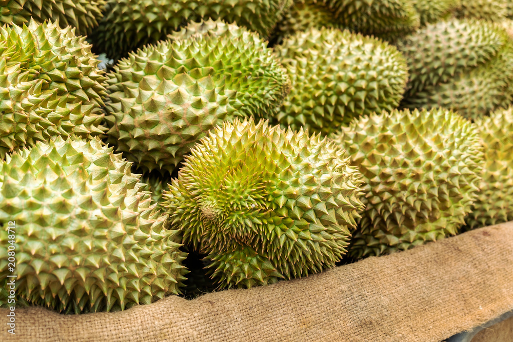 Group of High Quality Beautiful Durian Ripe in the Market. Group of High Quality Beautiful Durian Ripe in the Market.