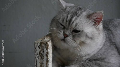 Cute cat lyning on wooden shelf under light from a window slow motion  photo