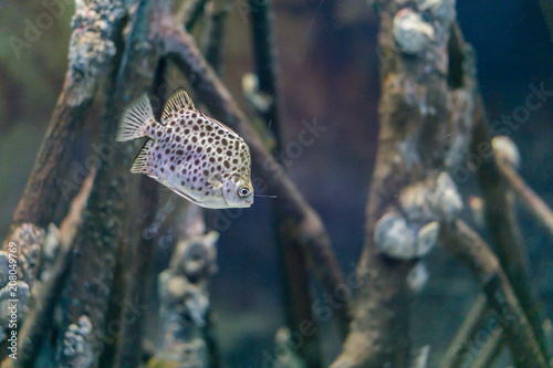 Spot fish under the sea photo