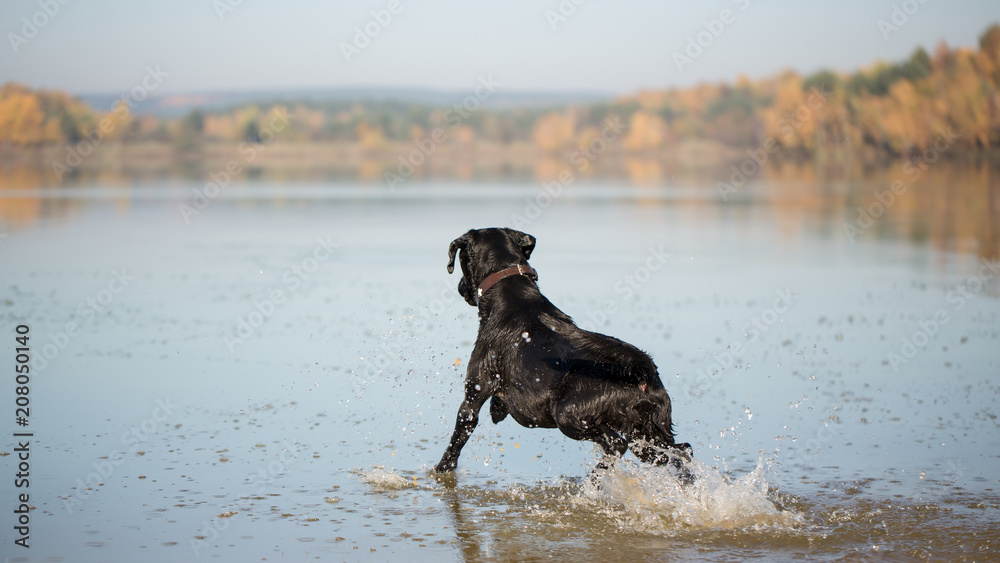 A black Labrador Retriever jumps into the water A black Labrador Retriever jumps into the water