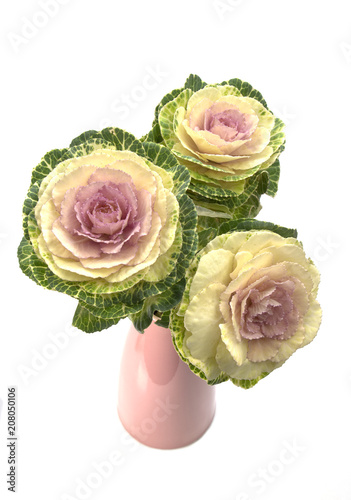Фотография Ornamental kale in pink vase against white background