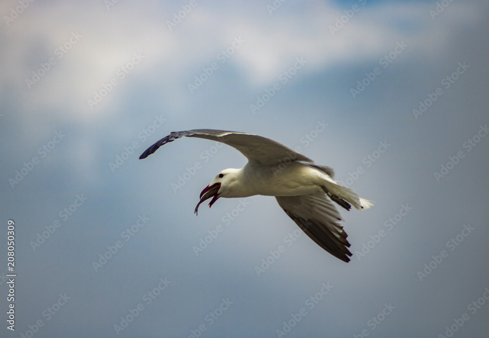 Fototapeta premium La Pesca