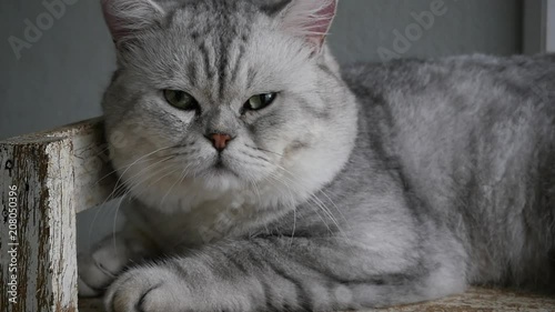 Cute cat lyning on wooden shelf under light from a window slow motion  photo