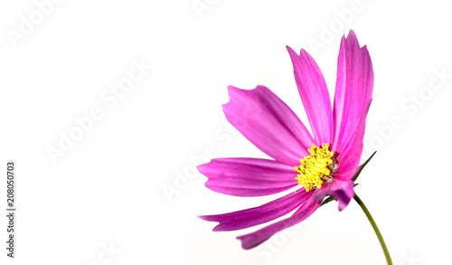 Pink wild flower    Wild Cosmos     Cosmos bipinnatus  blooming during Spring and Summer isolated on a seamless white  background.