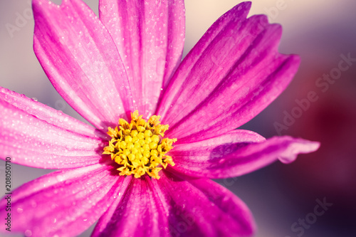 Pink wild flower    Wild Cosmos     Cosmos bipinnatus   covered by water droplets after rain   blooming during Spring and Summer closeup macro photo with background out of focus.