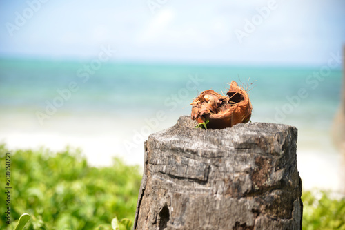 Kokosnuss am Strand von Zanzibar