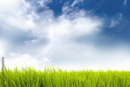 Fresh green grass as frame border with blue sky and white clouds on a sunny day background.