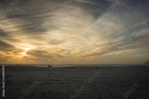 Spider web like clouds over a dog walking by itself on the beach at sunset