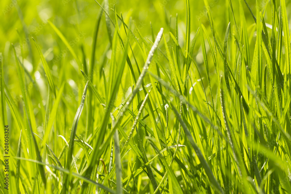 Macro photo of natural fresh growing green grass background Macro photo of natural fresh growing green grass background