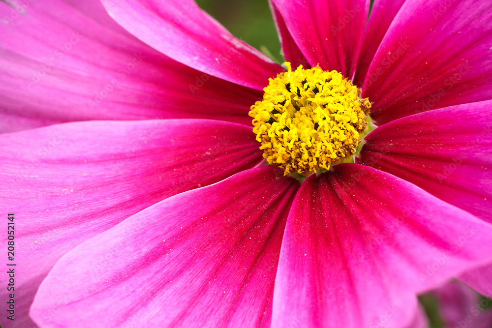 Pink wild flower “Wild Cosmos” (Cosmos bipinnatus) detail blooming during Spring and Summer closeup macro photo with stunning bright colours. Pink wild flower “Wild Cosmos” (Cosmos bipinnatus) detail blooming during Spring and Summer closeup macro photo with stunning bright colours.