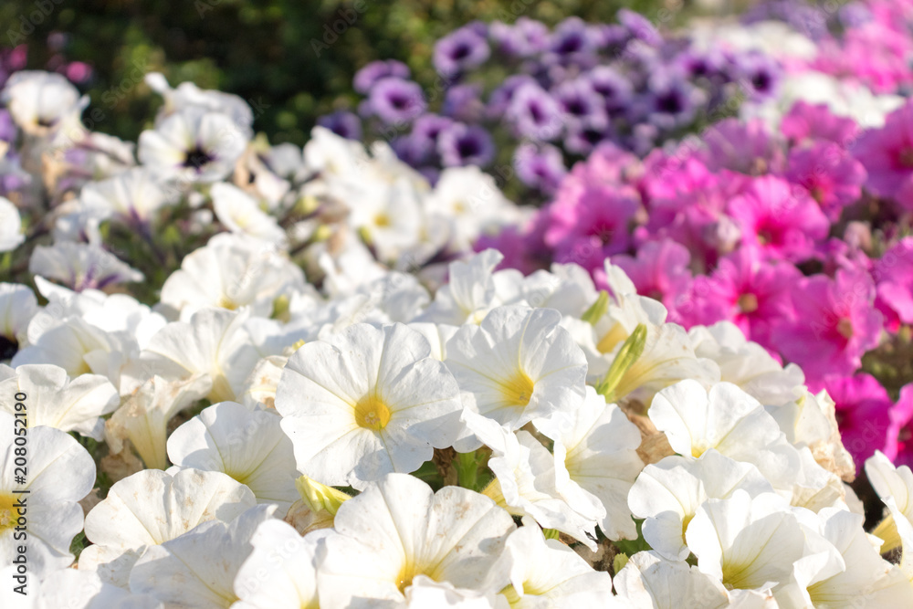 Obraz premium flowers in honor of the virgin of the variety Primula vulgaris