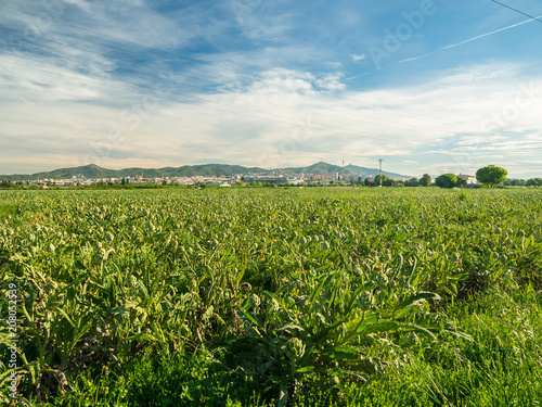 Artichokes in the agricultural Park of El Prat de Llobregat