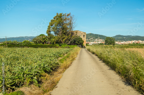 Artichokes in the agricultural Park of El Prat de Llobregat