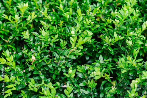 Green bright bush in sunny weather, grass texture.