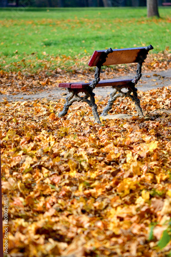 Bench in the park in autumn with many fallen leaves on the ground