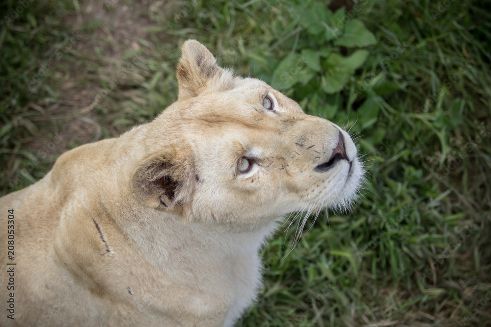 White lioness in a Safari Park White lioness in a Safari Park