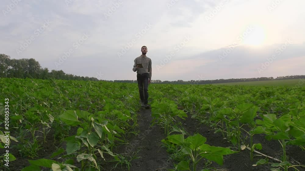Senior farmer in a field examining crop 4k Senior farmer in a field examining crop 4k