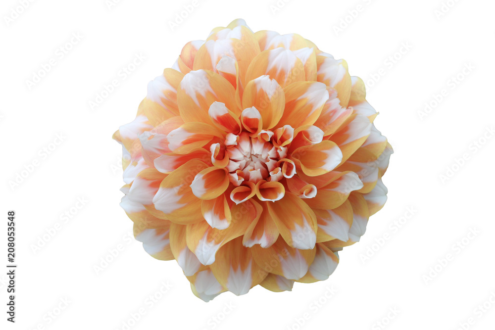 Orange yellow dahlia flower macro photo. Picture in color emphasizing the light orange colours and brown shadows in an intricate geometric pattern. Flower isolated on a seamless white background. Orange yellow dahlia flower macro photo. Picture in color emphasizing the light orange colours and brown shadows in an intricate geometric pattern. Flower isolated on a seamless white background.