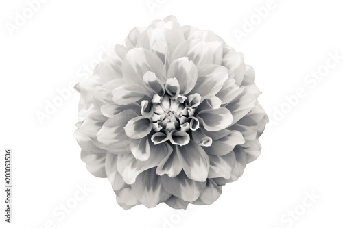 Details of dahlia flower macro photography. Black and white photo emphasizing texture, high contrast and intricate floral patterns, resembling a drawing, isolated on a seamless white background.