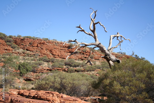 view from the upper edge of the kings canyon, watarrka national park photo