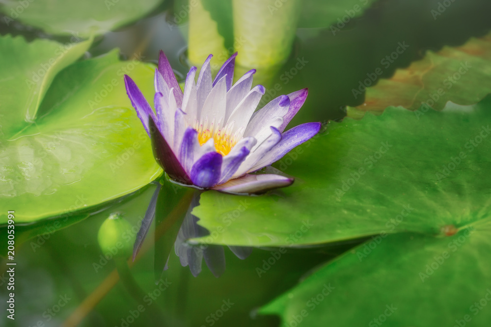 The background is the lotus leaf and pink lotus flower and lotus bud in a pond. The background is the lotus leaf and pink lotus flower and lotus bud in a pond.