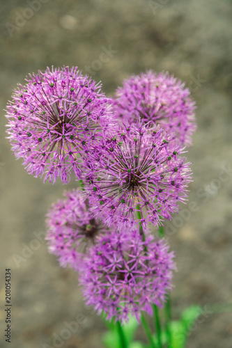 Flowers of decorative onion in sunny day .