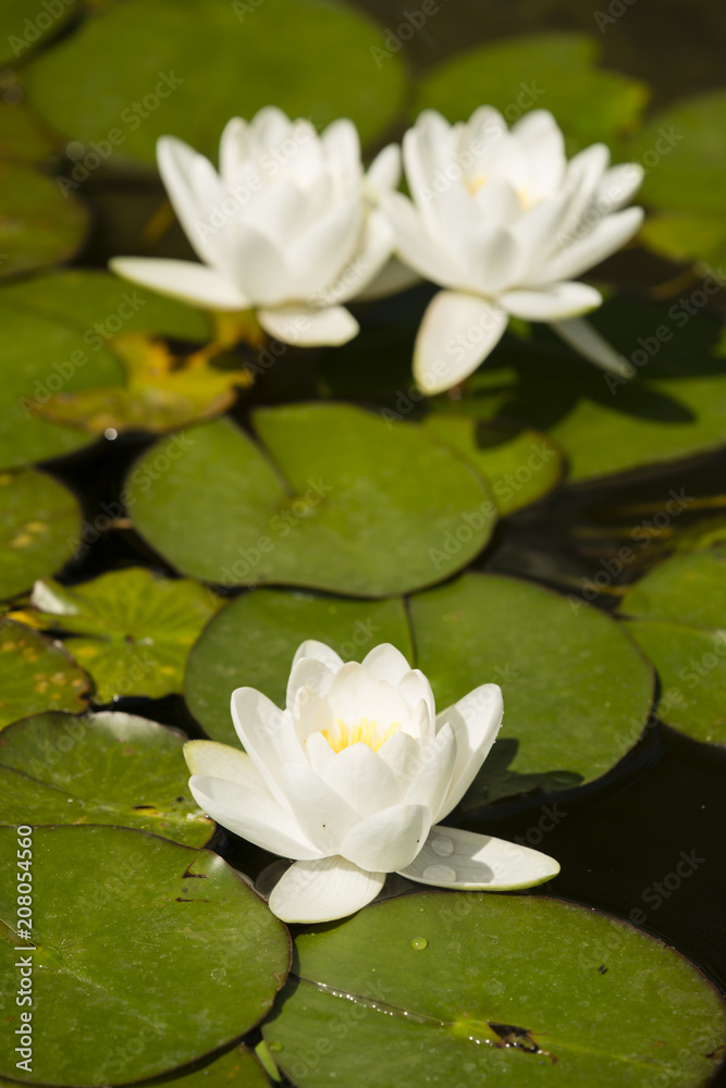Flowers of waterlily plant on pond Flowers of waterlily plant on pond