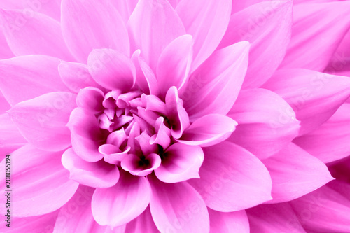 Pink purple dahlia flower macro photo. Color picture emphasizing pink shades and reddish shadows in intricate geometric pattern. Concept background for Mother’s Day, Valentine’s Day, Wedding, Love.