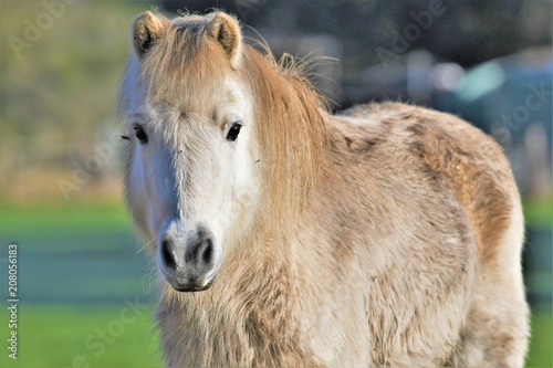 Shaggy Miniture Horse